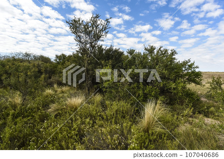 Calden forest landscape, La Pampa province, Patagonia, Argentina. 107040686