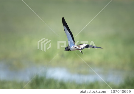 Southern Lapwing, Vanellus chilensis in flight, La Pampa Province, Patagonia, Argentina Southern Lapwing, Vanellus chilensis in flight, La Pampa Province, Patagonia, Argentina 107040699