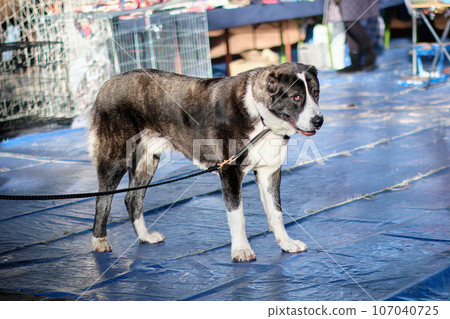 Central Asian Shepherd Dog close-up 107040725