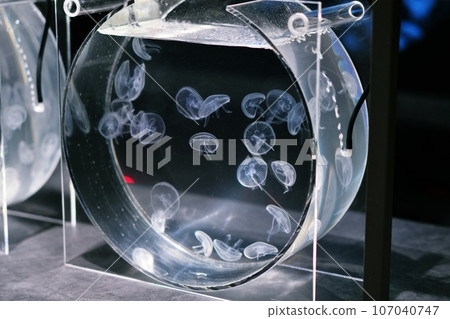 Jellyfish tank 107040747