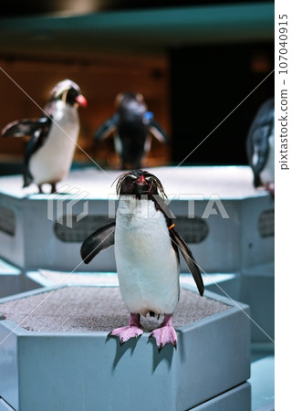 Northern Iwatabi penguin 107040915