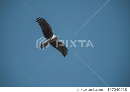 Long winged Harrier in flight, La Pampa province, Patagonia , Argentina 107040918