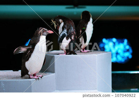 Northern Iwatabi penguin Northern Iwatabi penguin 107040922