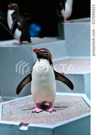 Northern Iwatabi penguin 107040923