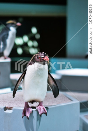 Northern Iwatabi penguin 107040926