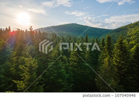 Aerial view of green pine forest with dark spruce trees. Nothern woodland scenery from above 107040946