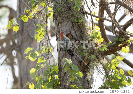 A red-bellied woodpecker bird perched on a tree branch in summer Florida woods 107041221