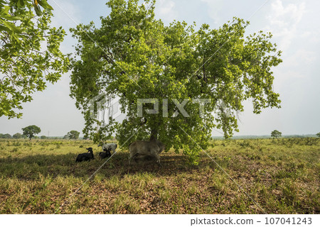 Pantanal countryside landscape, Mato Grosso province, Brazil Pantanal countryside landscape, Mato Grosso province, Brazil 107041243