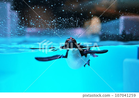 Northern Watobi penguin swimming 107041259