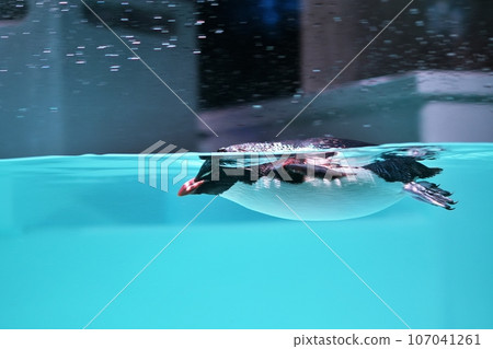 Northern Watobi penguin swimming Northern Watobi penguin swimming 107041261