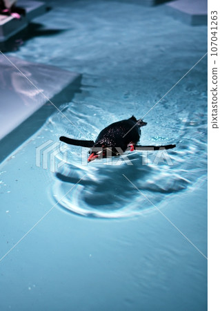Northern Watobi penguin swimming 107041263