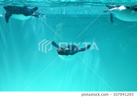 Northern Watobi penguin swimming Northern Watobi penguin swimming 107041265