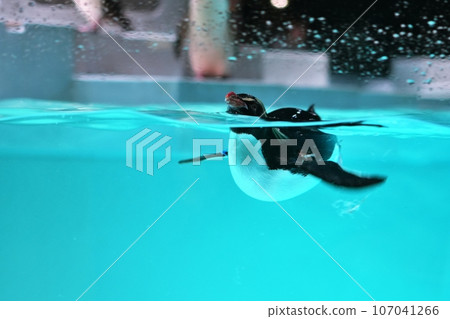 Northern Watobi penguin swimming 107041266