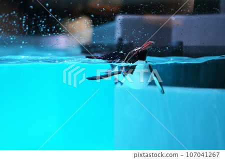 北渡渡企鵝游泳 107041267