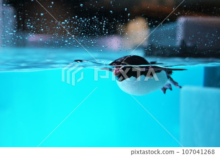 北渡渡企鵝游泳 107041268