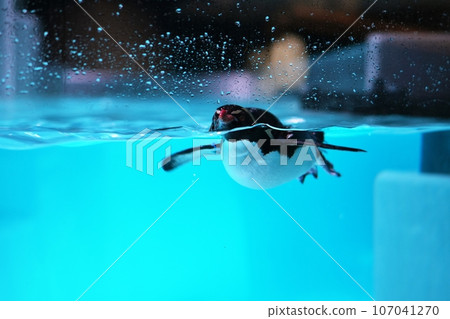 Northern Watobi penguin swimming Northern Watobi penguin swimming 107041270