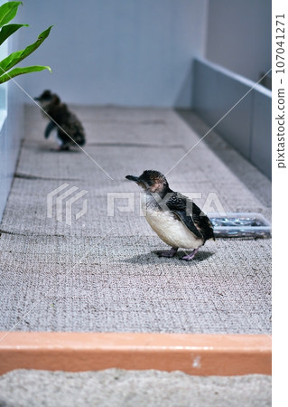 仙女企鵝 107041271