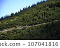 People are hiking in spring or summer nature in Tatry Poland. Pine trees, spruce trees are around 107041816