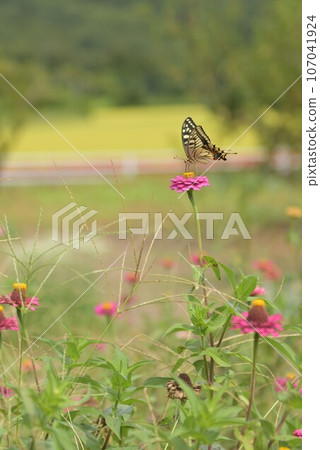 Yellow swallowtail feeding from zinnia flowers in Hakushu-cho, Hokuto City 107041924