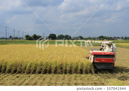 Rice harvesting, rice harvesting with a combine harvester, harvesting a rich harvest of rice 107041944