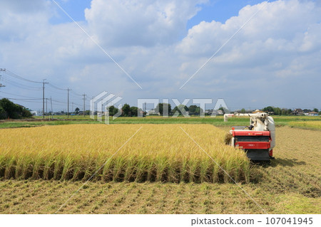 Rice harvesting, rice harvesting with a combine harvester, harvesting a rich harvest of rice Rice harvesting, rice harvesting with a combine harvester, harvesting a rich harvest of rice 107041945