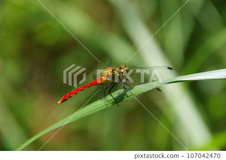 Red dragonfly Red dragonfly 107042470