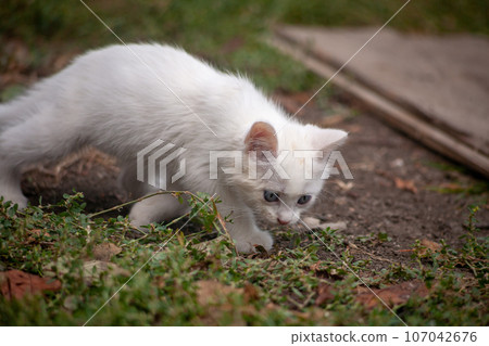 Portrait of a domestic cat of white color with big eyes. Cute clean cat. 107042676