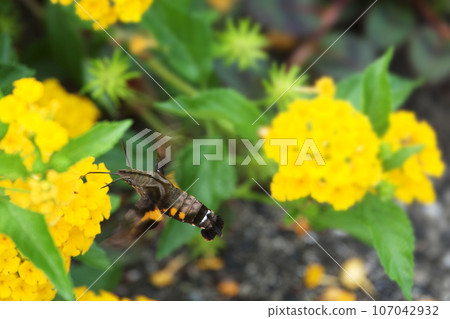 A white lanternfly hovering while sucking the secretion of yellow lantana. A white lanternfly hovering while sucking the secretion of yellow lantana. 107042932