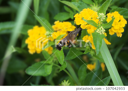 A white lanternfly hovering while sucking the secretion of yellow lantana. A white lanternfly hovering while sucking the secretion of yellow lantana. 107042933