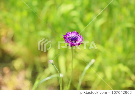 Yagurumagiku花 107042963