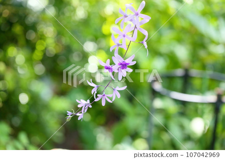 Murasaki Tsukubane Kazura's Flower 107042969
