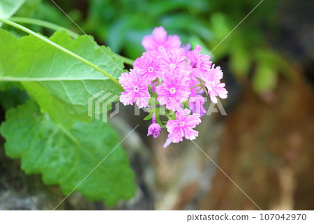 Primrose flower Tatsuta Shibori Primrose flower Tatsuta Shibori 107042970