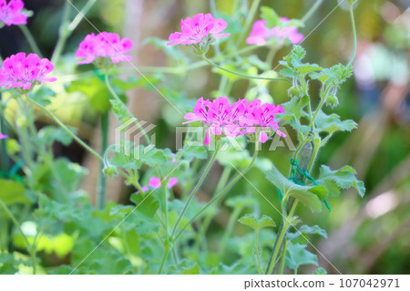 天竺葵花粉紅色頭狀花序 107042971
