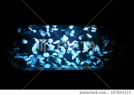 在水族館的水母 107043123