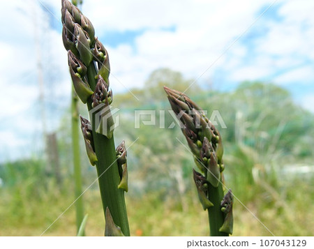 Green asparagus tips in the field 107043129
