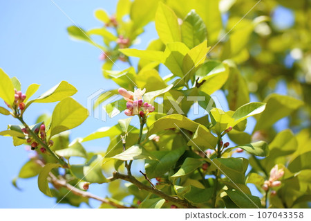 Lemon Flower 107043358