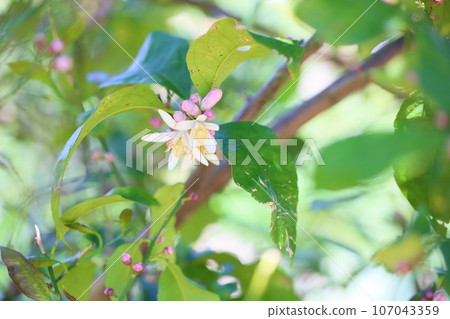 Lemon Flower Lemon Flower 107043359