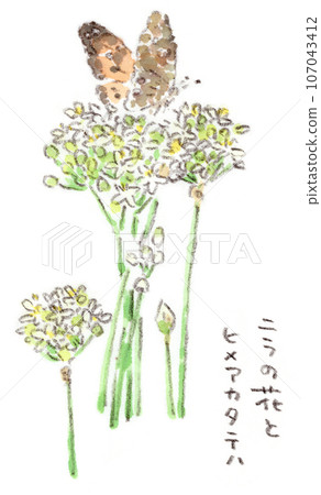 秋季植物和昆蟲,白韭花和中華草的水彩插圖 秋季植物和昆蟲,白韭花和中華草的水彩插圖 107043412