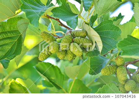 綠色榿木莓（秋季、九月） 107043416