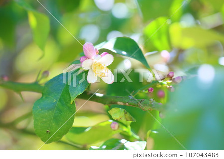 檸檬花 檸檬花 107043483