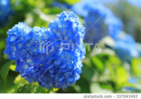 藍色繡球花 藍色繡球花 107043493