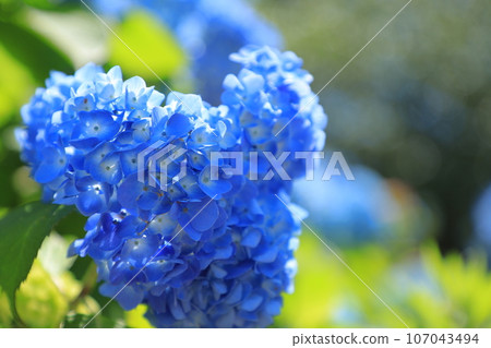 藍色繡球花 藍色繡球花 107043494