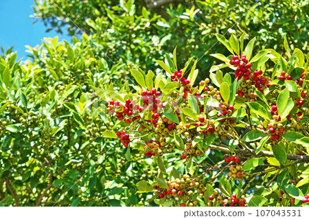 鮮紅色的冬青果(秋季、九月) 鮮紅色的冬青果(秋季、九月) 107043531