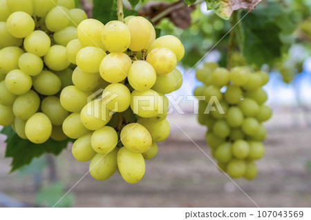 Ripe Shine 馬斯喀特葡萄採收 宮城縣仙台市 107043569