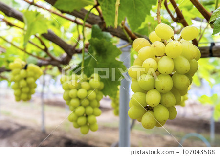 Ripe Shine Muscat Grape Picking Sendai City, Miyagi Prefecture 107043588