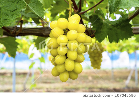Ripe Shine 馬斯喀特葡萄採收 宮城縣仙台市 Ripe Shine 馬斯喀特葡萄採收 宮城縣仙台市 107043596