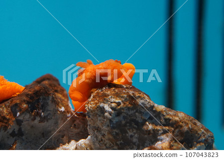 Kinuu Hada Umizushi Kinuu Hada Umizushi 107043823