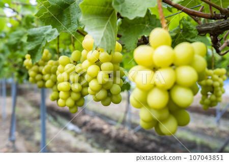 Ripe Shine Muscat Grape Picking Sendai City, Miyagi Prefecture 107043851