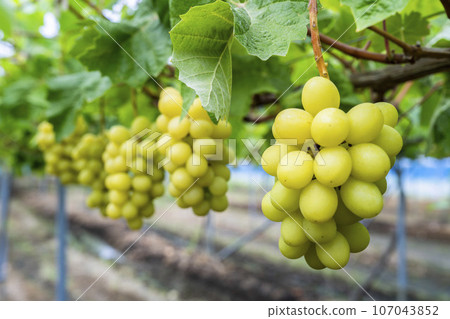 Ripe Shine Muscat Grape Picking Sendai City, Miyagi Prefecture Ripe Shine Muscat Grape Picking Sendai City, Miyagi Prefecture 107043852