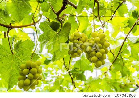 Ripe Shine Muscat Grape Picking Sendai City, Miyagi Prefecture 107043866
